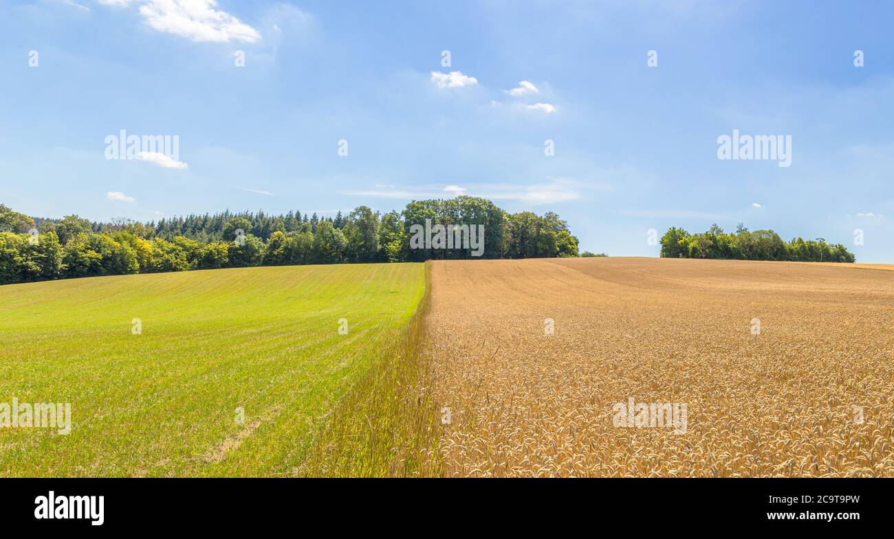 La Toscane comme des prairies dans le Hunsrück près du pont suspendu de Geierlay Banque D'Images