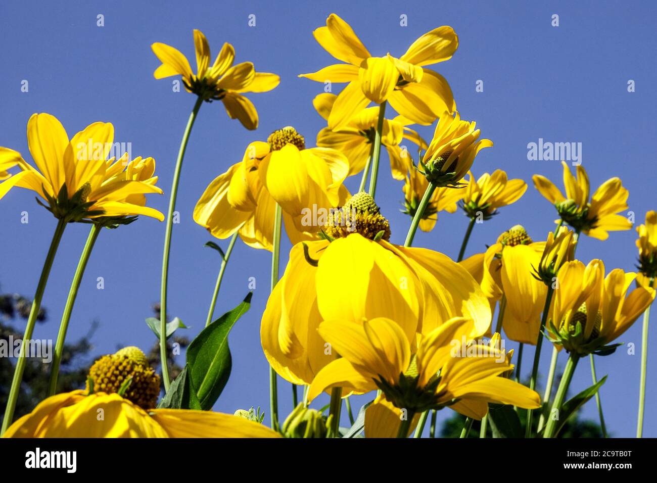 Rudbeckia Herbstsonne plantes vivaces robustes Banque D'Images