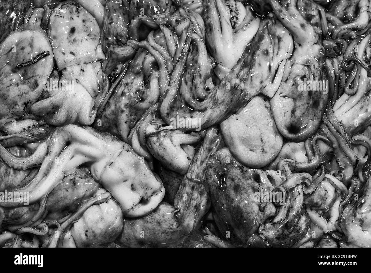 Calmar commun ou européen avec encre vendue sur le marché du poisson comme fond (noir et blanc) Banque D'Images