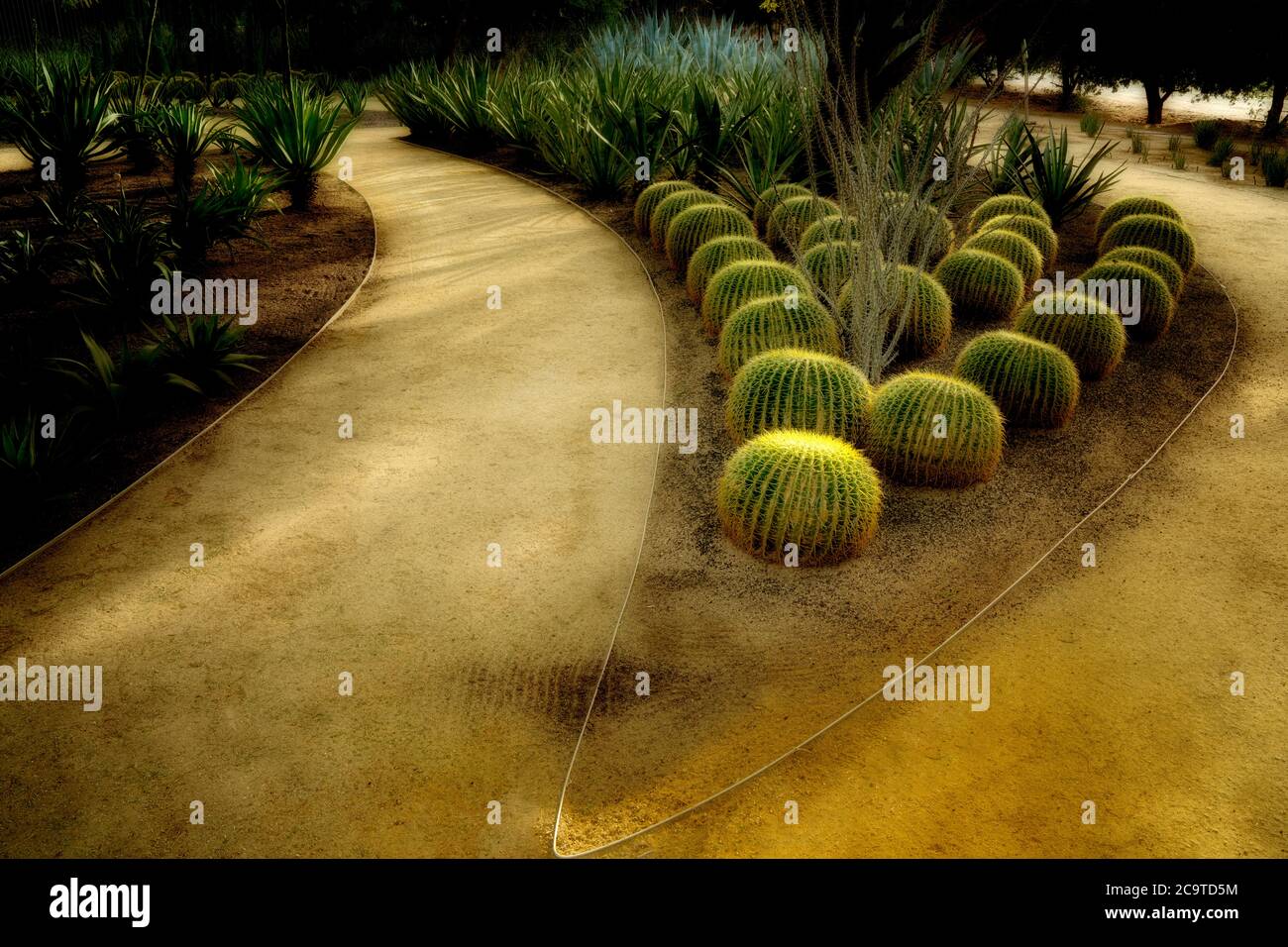 Jardin de cactus de tonneau. Jardins Sunnylands. Palm Springs, Californie Banque D'Images
