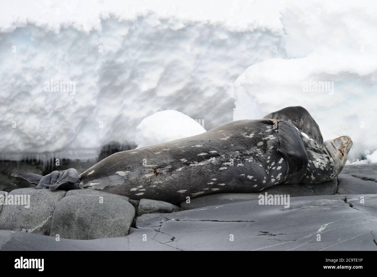 Le joint de léopard (Hydrurga leptonyx). Le phoque léopard (Hydrurga leptonyx) est la deuxième espèce de phoque en importance dans l'Antarctique Banque D'Images