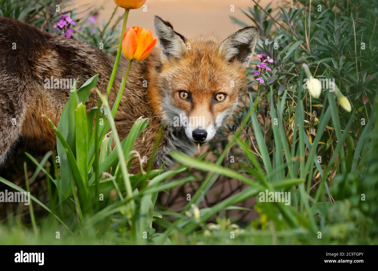 Gros plan d'un renard roux (Vulpes vulpes) debout parmi des tulipes et des jonquilles dans un jardin, printemps au Royaume-Uni. Banque D'Images