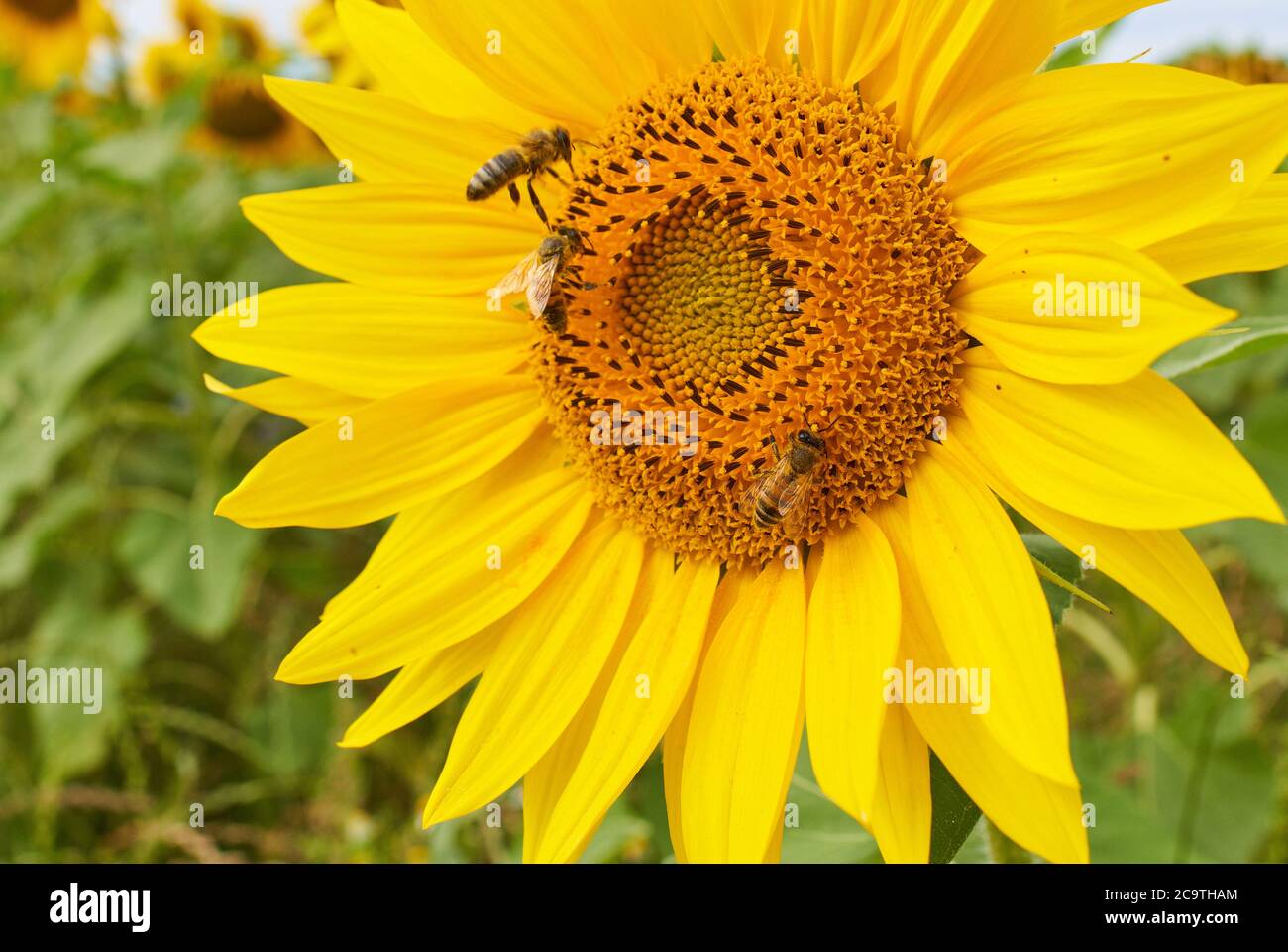 Pfaffenhofen a. S. ILM, Allemagne, 2 août 2020, Sunflower dans un domaine aux abeilles © Peter Schatz / Alay Live News Banque D'Images