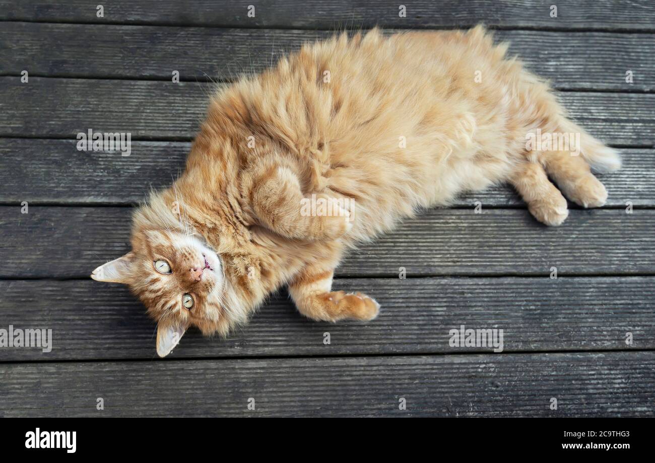 Gros Plan D Un Chat Au Gingembre Allonge Sur Un Dos Sur Une Terrasse En Bois Dans Le Jardin Photo Stock Alamy