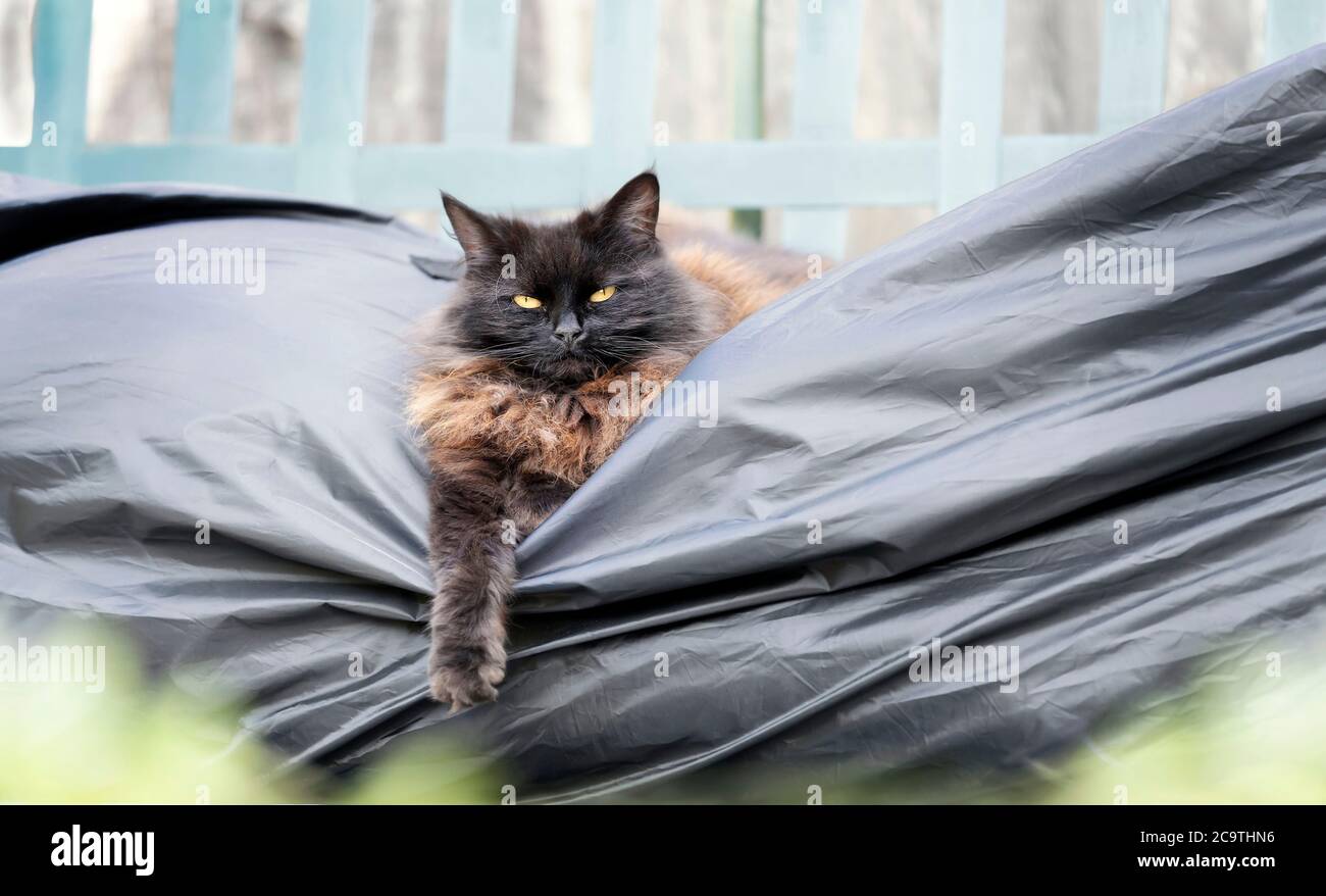 Gros plan d'un chat noir allongé sur un banc de balançoire de jardin. Banque D'Images