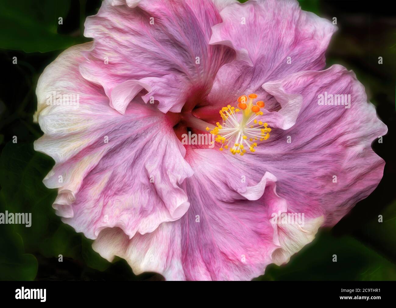 Gros plan de la fleur d'Hybiscus. Hawaï la grande île. L'île d'Hawaï Banque D'Images