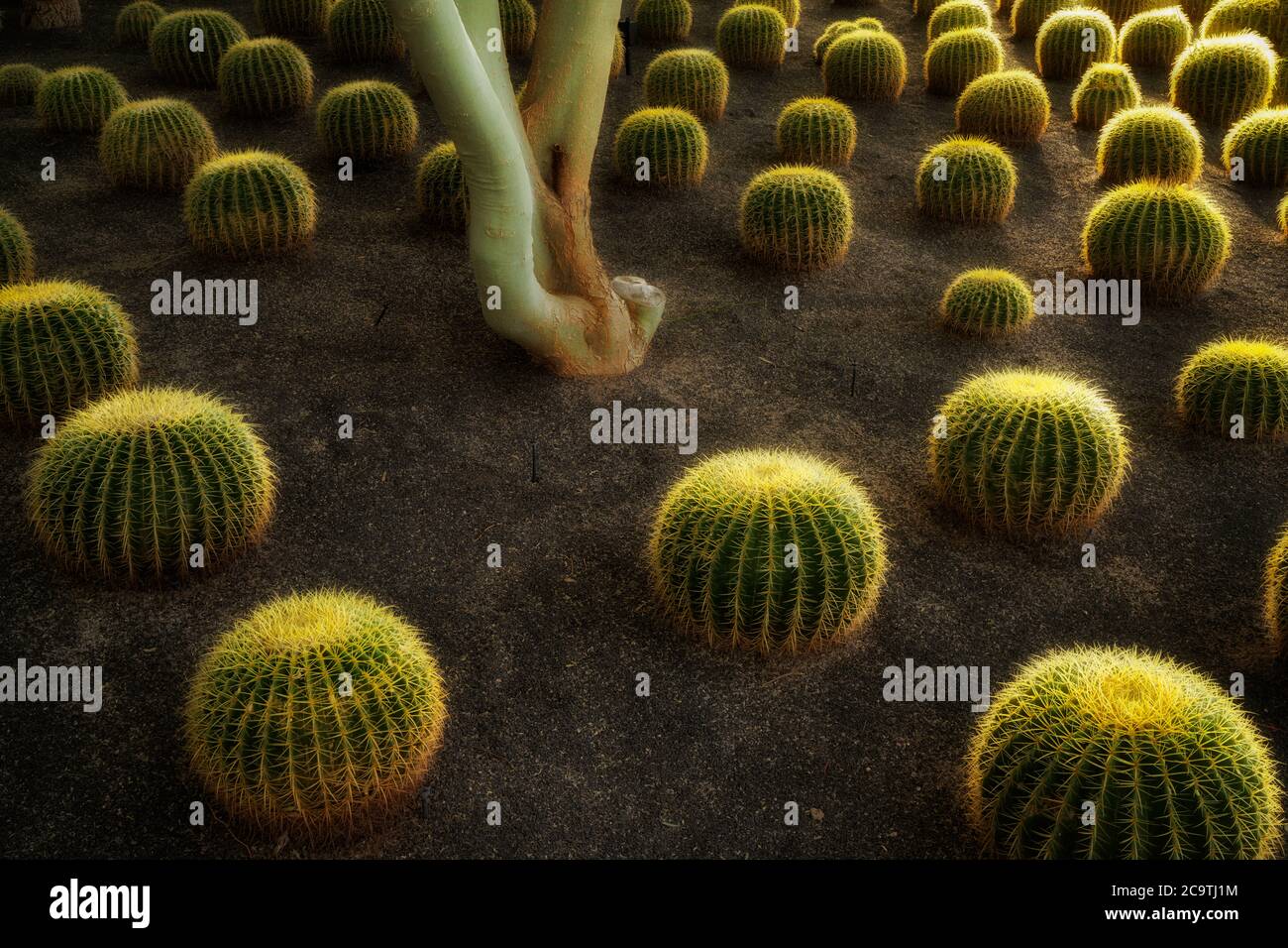 Jardin de cactus de tonneau. Jardins Sunnylands. Palm Springs, Californie Banque D'Images