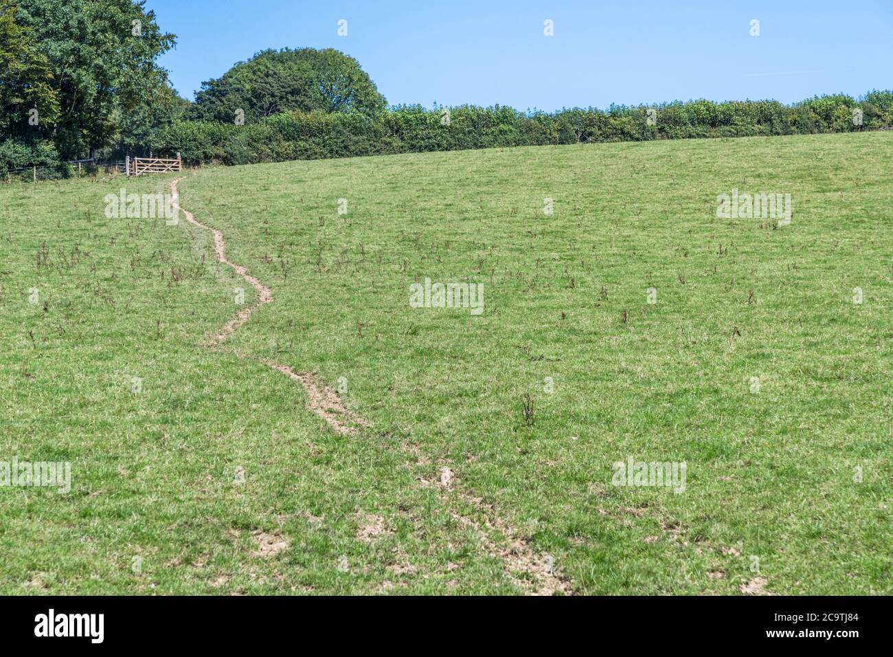 Pistes de bétail traversant des champs de pâturages verts à Cornwall, au Royaume-Uni. Peut-être pour « hors piste », faire des pistes, ou l'industrie agricole britannique générale. Banque D'Images