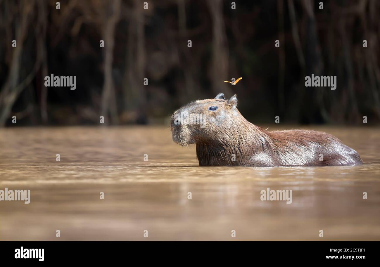 Gros plan d'un Capybara dans l'eau avec un papillon volant près de la tête, South Pantanal, Brésil. Banque D'Images