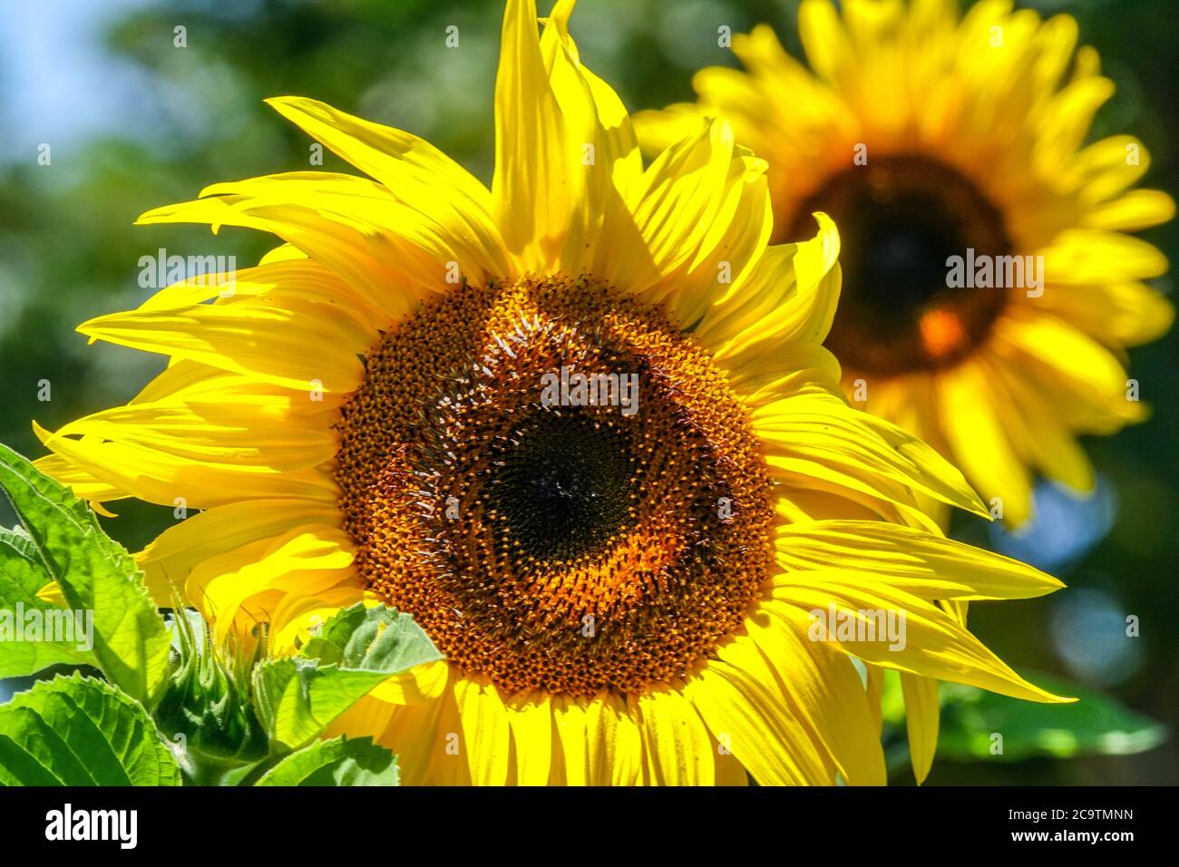 Août jardin tournesols Banque D'Images