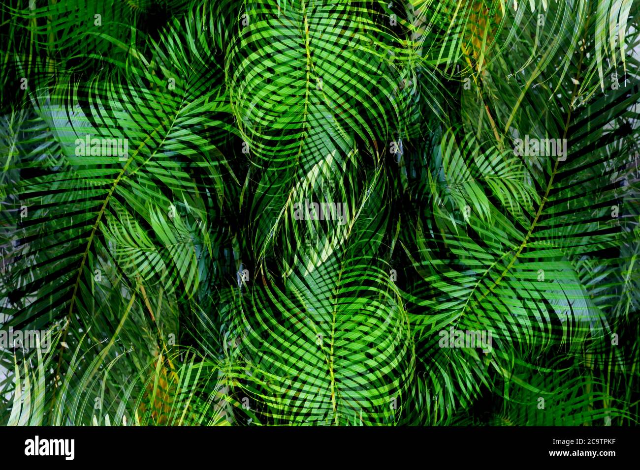 motif abstrait d'arrière-plan de fougères de palmier créé en photoshop, original tourné du mexique. Banque D'Images