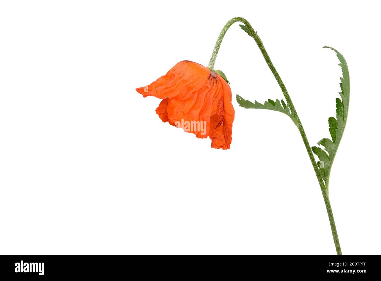 Coquelicot orange isolé sur fond blanc Banque D'Images