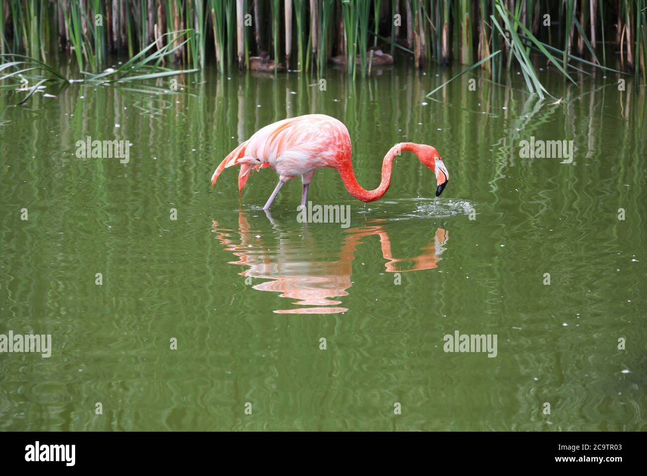 Flamingo marchant dans l'eau Banque D'Images