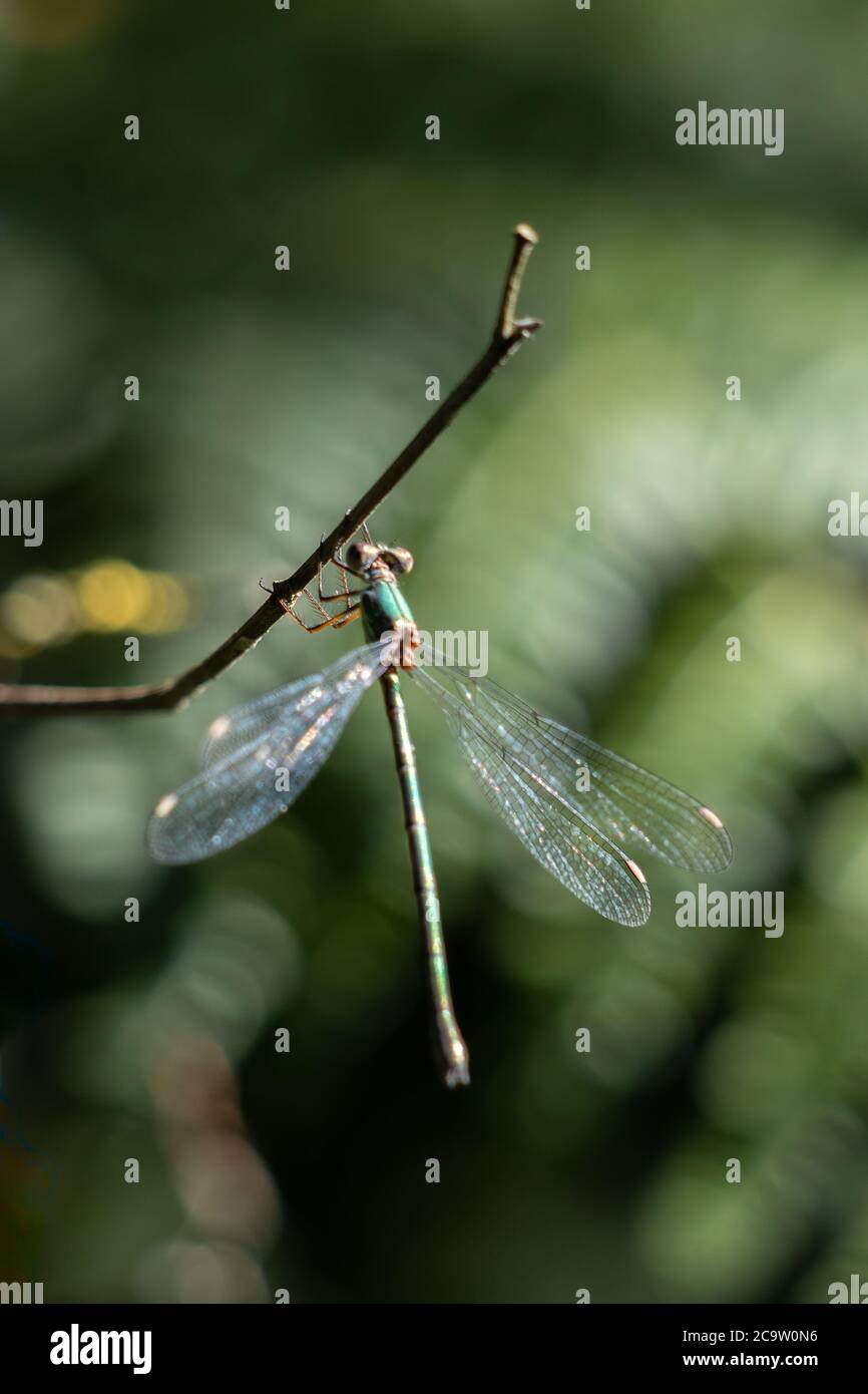 Willow Emerald Damselfly (Chalcolestes viridis) suspendu d'une branche Banque D'Images