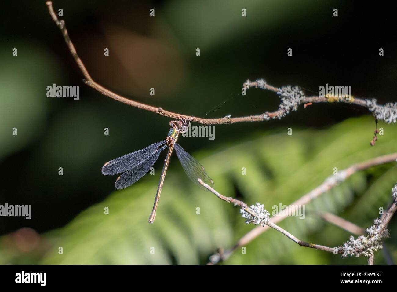 Willow Emerald Damselfly (Chalcolestes viridis) suspendu d'une branche Banque D'Images