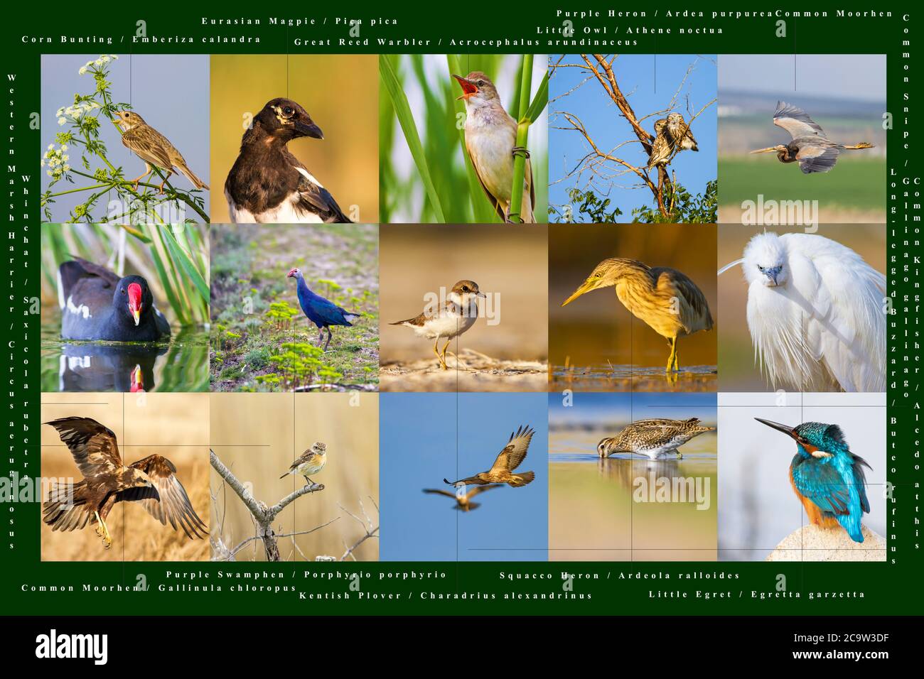 Collage des affiches d'oiseaux. İnformation sur les oiseaux. Affiche et l'impression. Banque D'Images