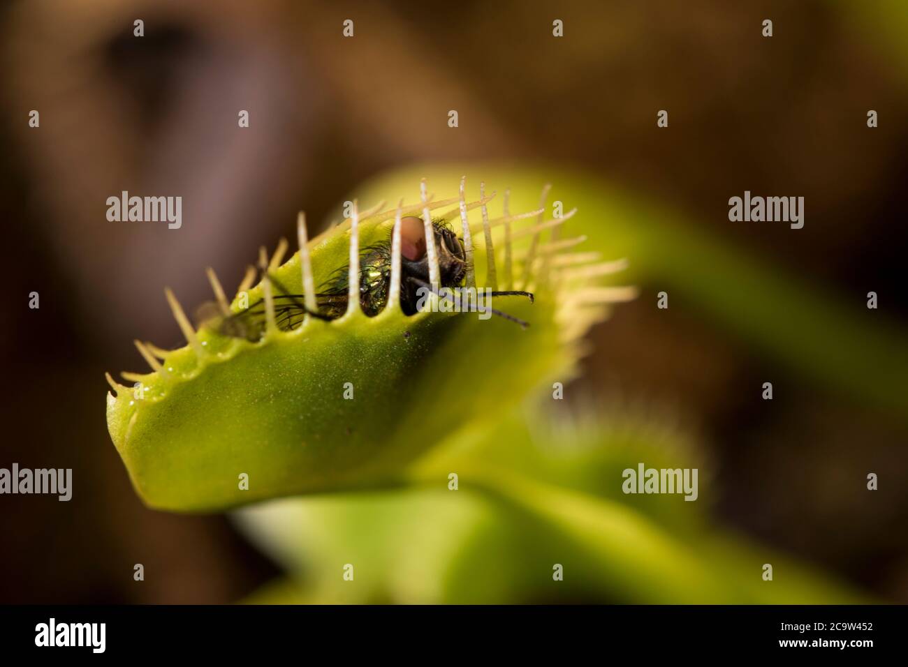 Venus capture piège mouche survole de près de la mouche récemment pris dans la plante tueur. La vie et la mort des insectes en gros plan. Banque D'Images