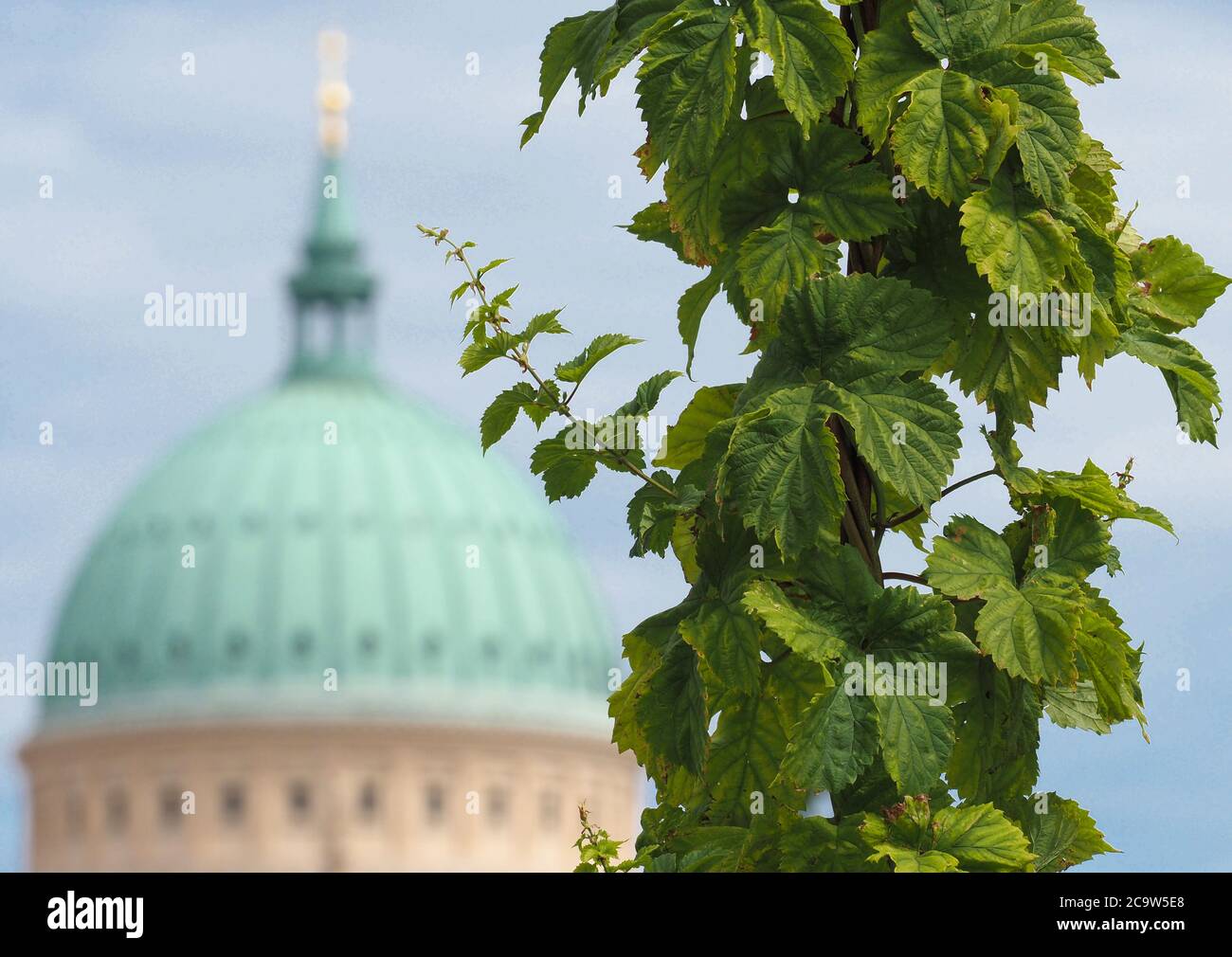 Potsdam, Allemagne. 24 juillet 2020. Le houblon naturel à ombelle pousse dans le Lustgarten de Potsdam sur fond de l'église Nikolai sur Alter Markt. La première récolte a été effectuée à l'automne dernier, après quoi les houblon ont été congelés. Maintenant dans un premier lot à la brasserie Forsthaus Templin, environ 4,000 litres de la variété de bière jubilée « Potsdamer Stange 30 » ont été écrasés dans la récolte. Pour le 30e anniversaire de l'unité allemande, la bière anniversaire doit être vendue entre 05.09 et 04.10.2020. Credit: Soeren Stache/dpa-Zentralbild/ZB/dpa/Alay Live News Banque D'Images