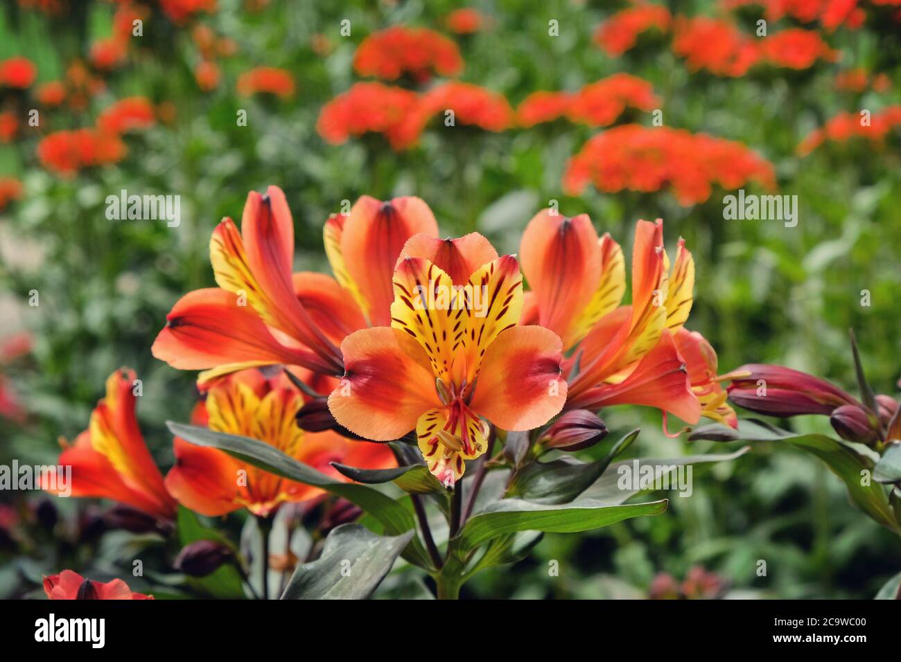 Alstroemeria exotique 'Indian Summer' (Lily péruvienne) en fleur Banque D'Images