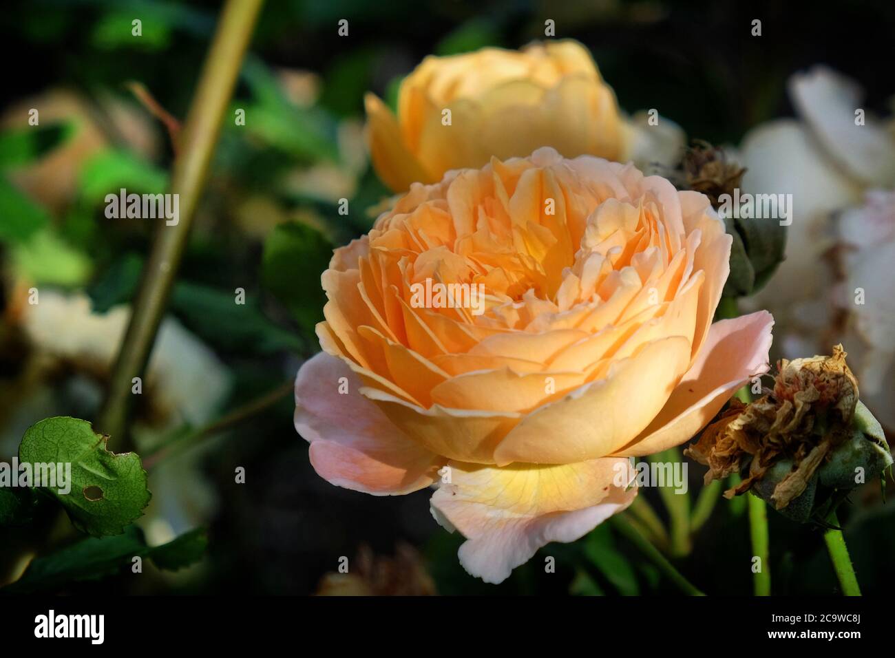 Rose pêche rosa 'couronne 'princesse margareta auswinter' en fleur Banque D'Images