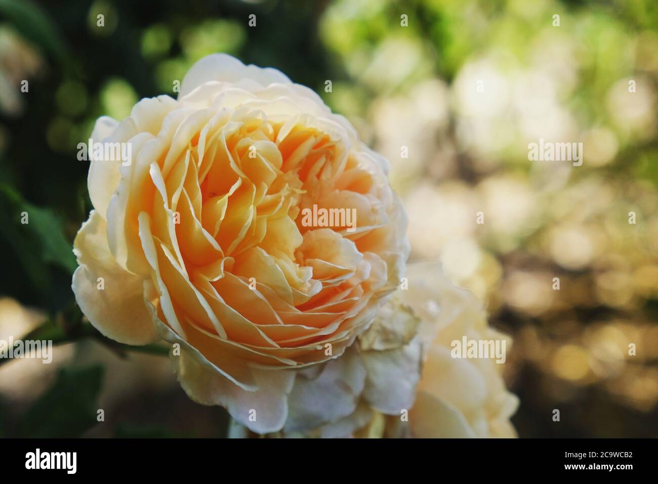 Rose pêche rosa 'couronne 'princesse margareta auswinter' en fleur Banque D'Images
