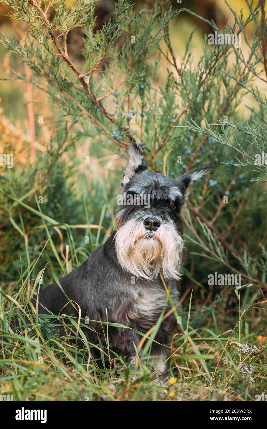 Chien Schnauzer miniature ou Zwergschnauzer drôle assis en plein air dans l'herbe verte d'été Banque D'Images
