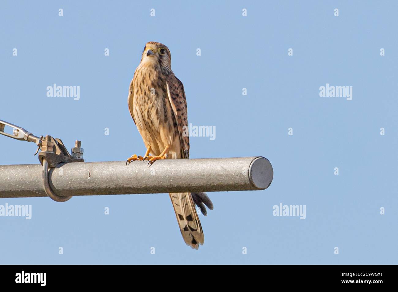 Kestrel commun- Falco tinnunculus - Faucon crécerelle Banque D'Images