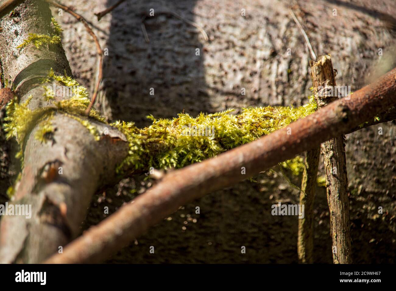Réserve naturelle de Wrens Nest Dudley-belle mousse verte dans la forêt. Photo macro Banque D'Images