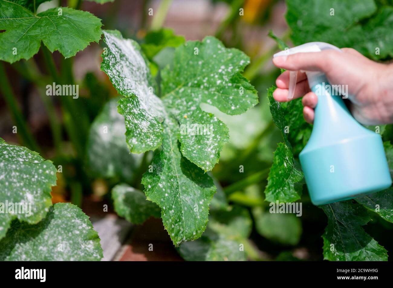 Traitement du mildiou poudreux sur une plante de courgettes. Banque D'Images