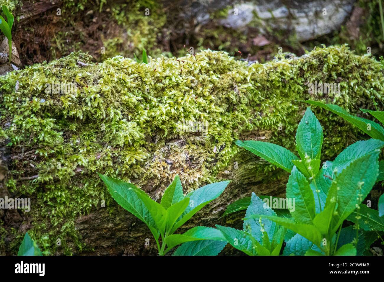 Réserve naturelle de Wrens Nest Dudley-belle mousse verte dans la forêt. Photo macro Banque D'Images