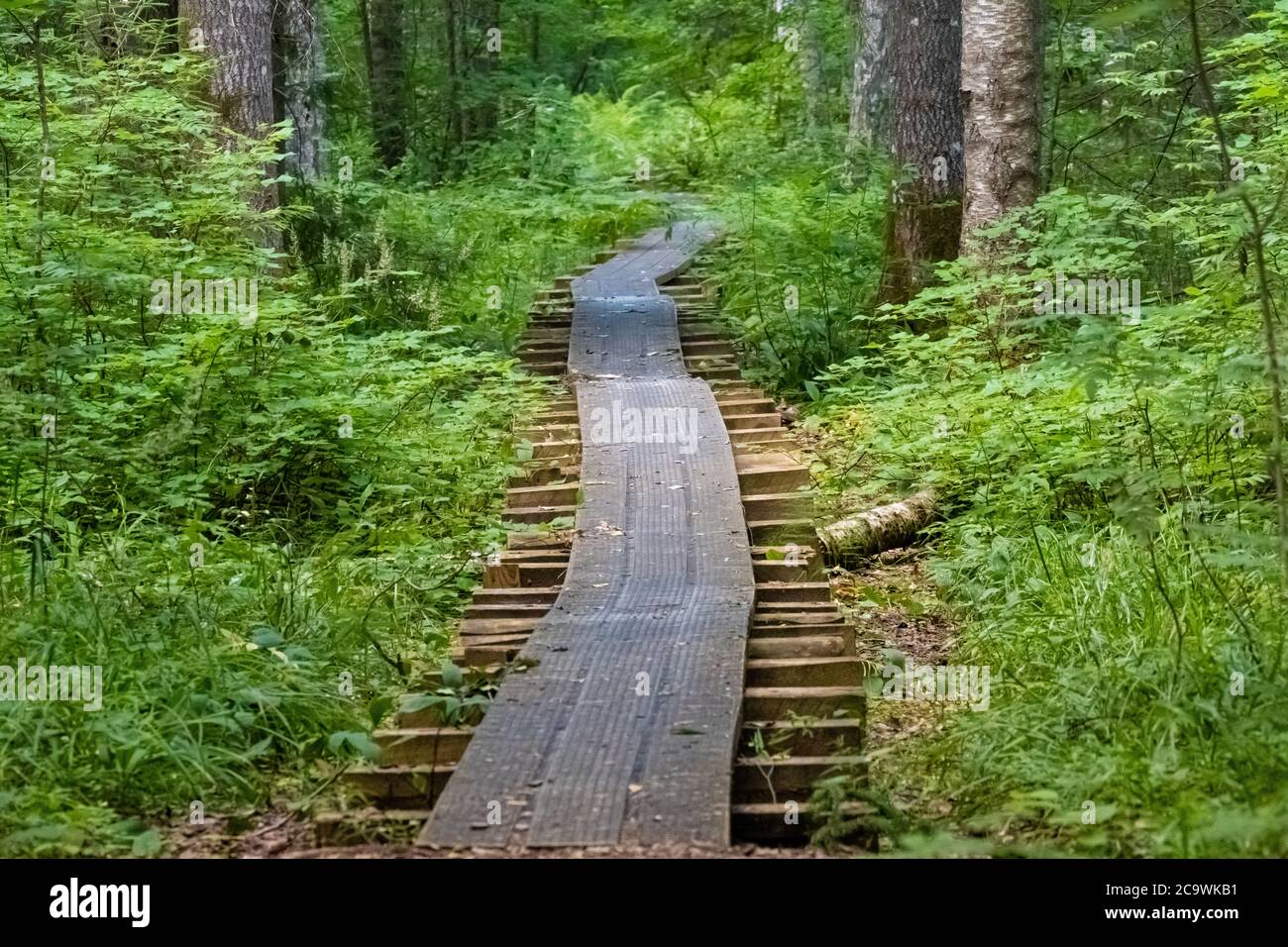 Beaver Trail, parc national de Soomaa (terre de tourbières) dans une zone humide des comtés de Parnu et Viljandi, au sud-ouest de l'Estonie. Banque D'Images