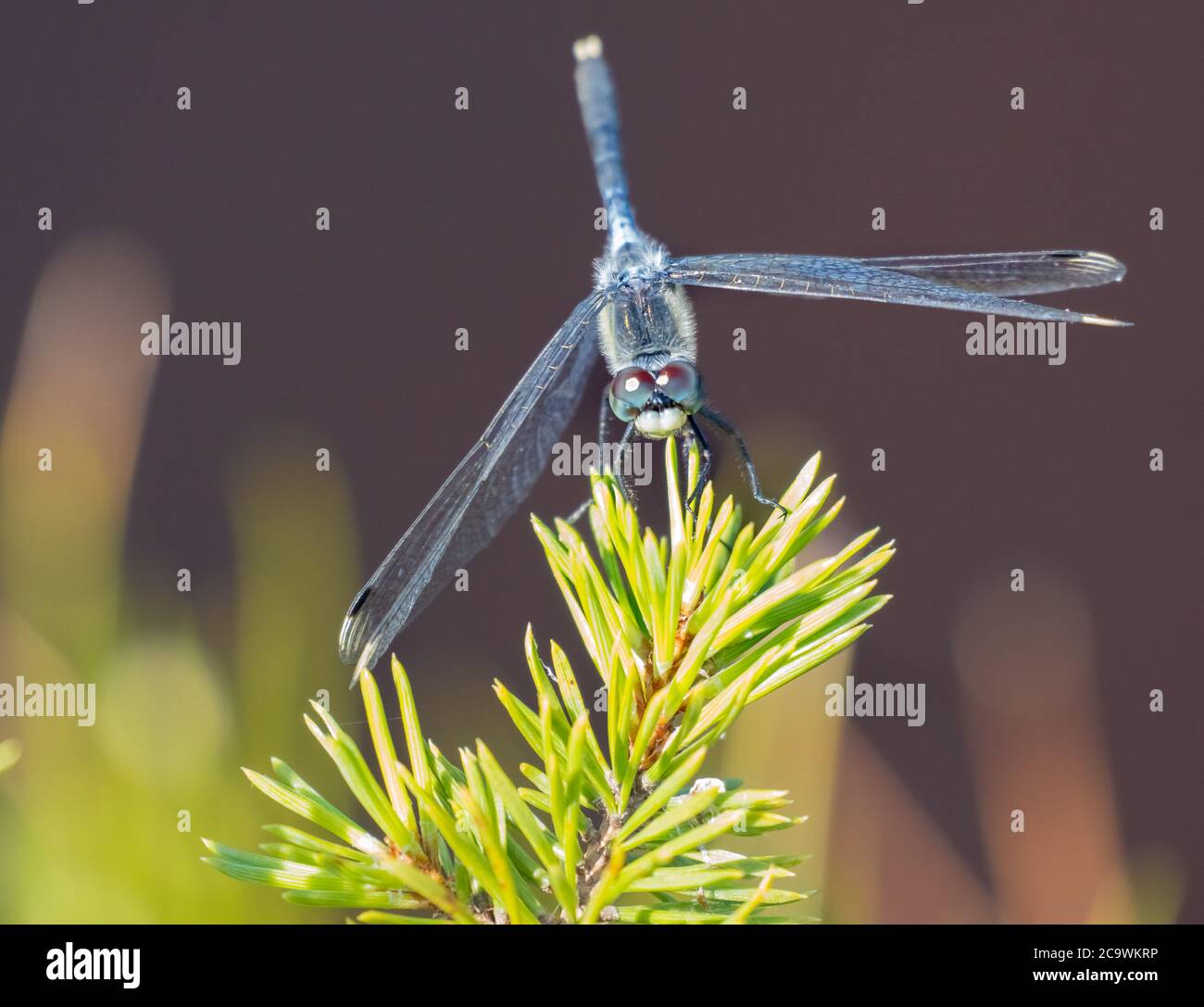 Damselflies (semblable aux libellules), Parc national de Riisa Bog Soomaa (terre de tourbières) dans une zone humide dans les comtés de Parnu et Viljandi, au sud-ouest Banque D'Images