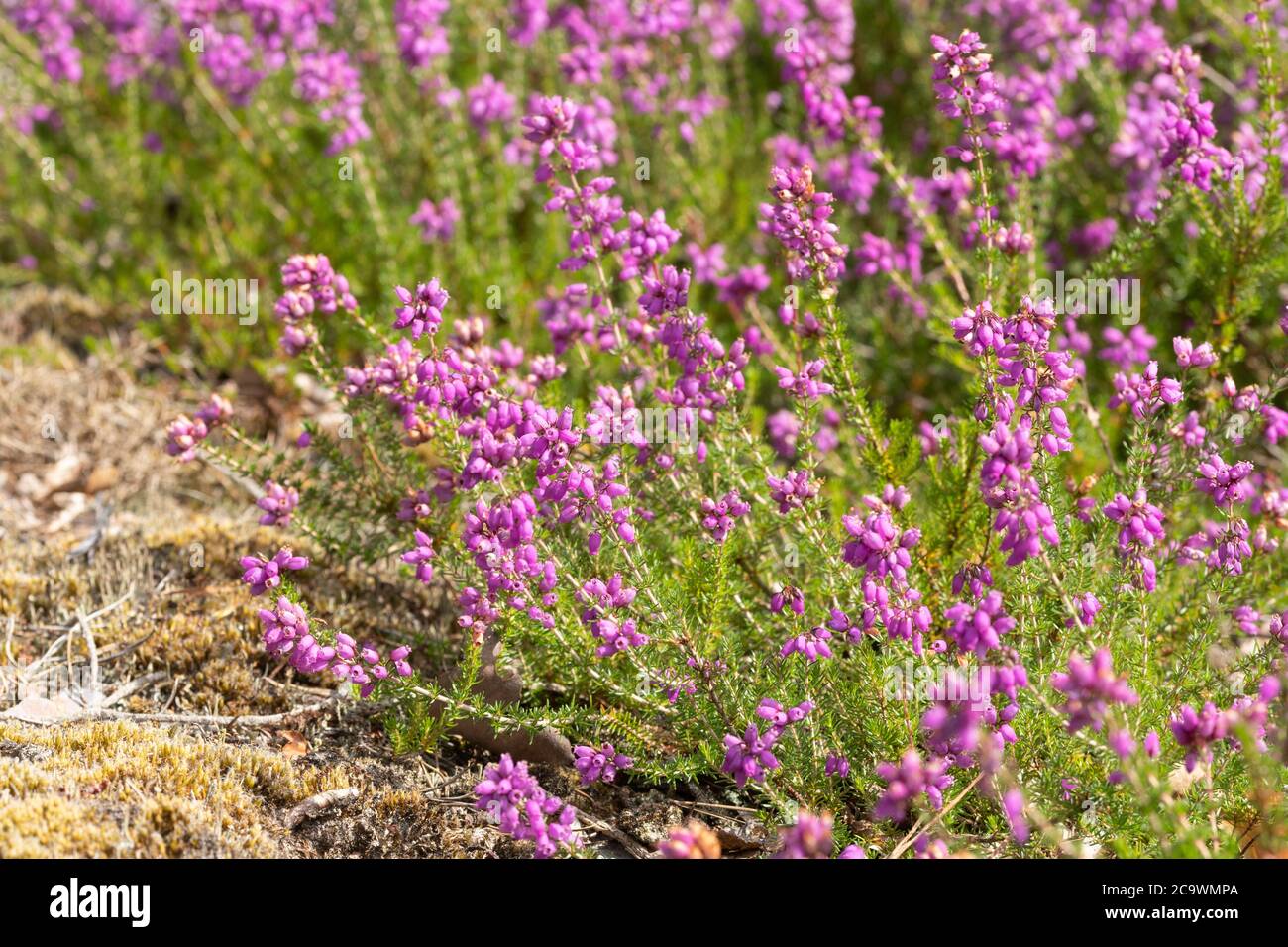 La bruyère de Bell (Erica cinerea) pendant l'été sur la lande de Surrey, au Royaume-Uni Banque D'Images