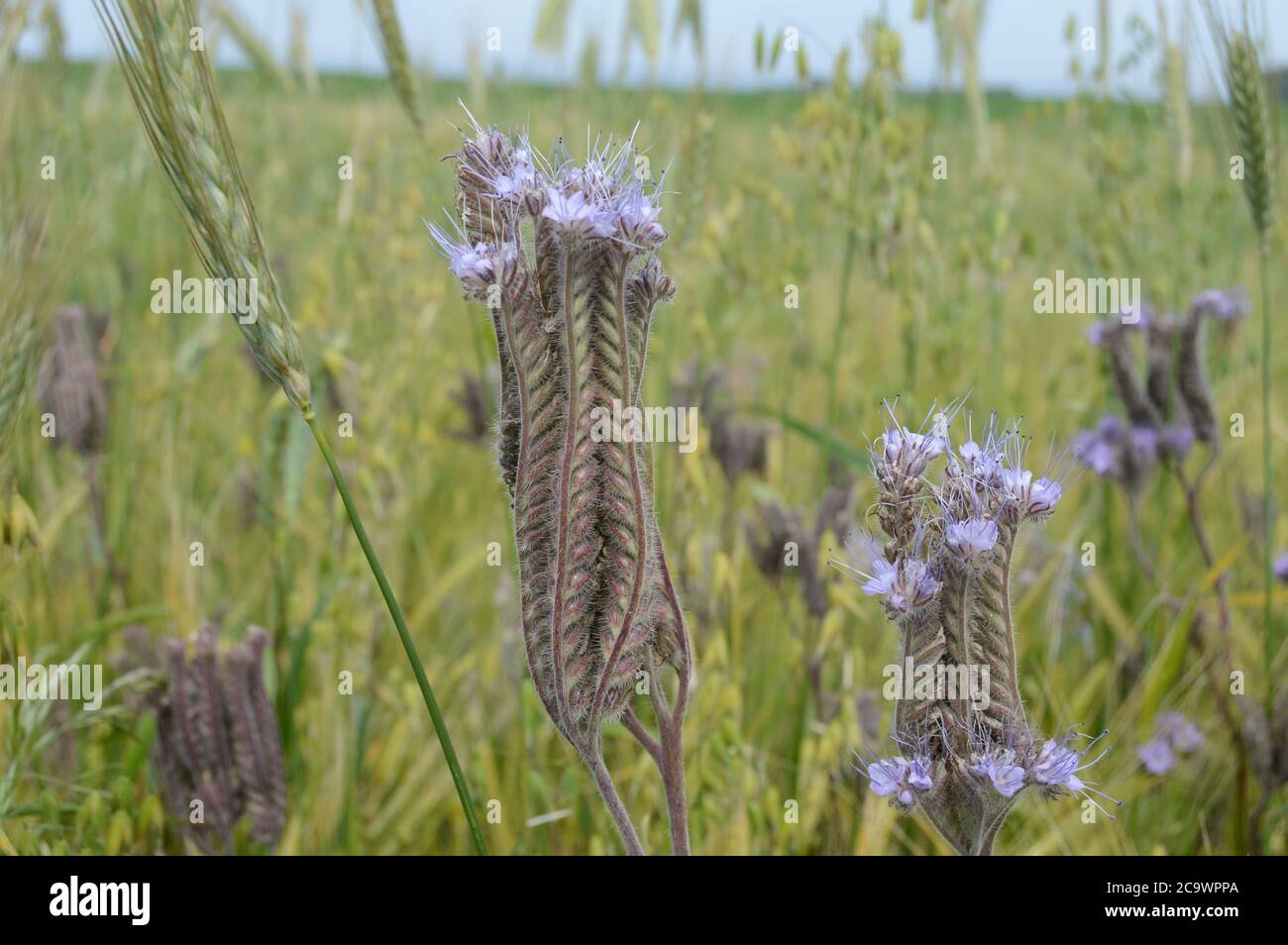 Lacy Phacelia, Phacelia tenacetifolia, Crail, Fife, Écosse, 31 juillet 2020 Banque D'Images