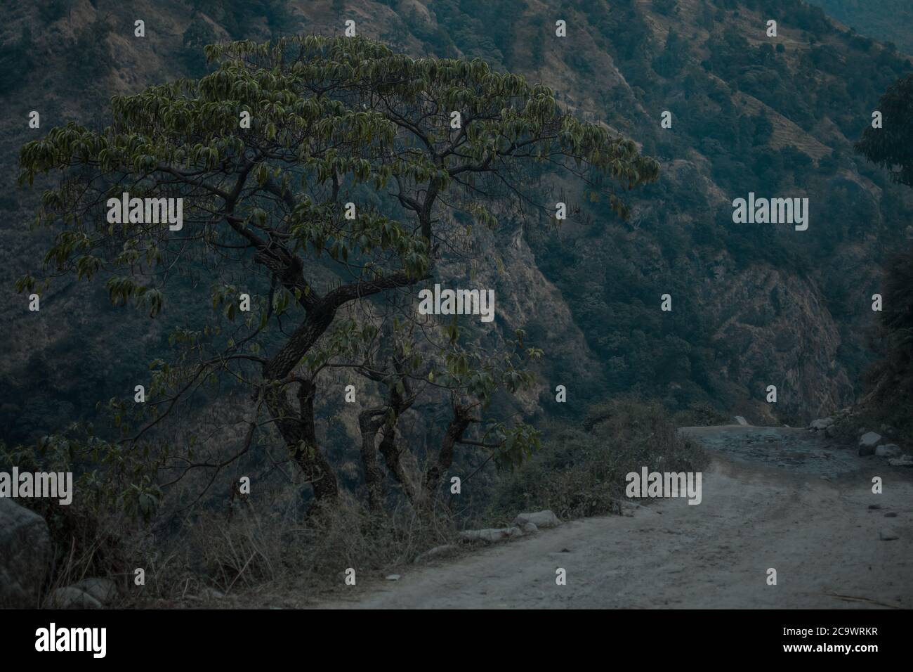 Un seul bel arbre à côté d'une route de terre dans les montagnes moody, sur le circuit Annapurna, au Népal Banque D'Images