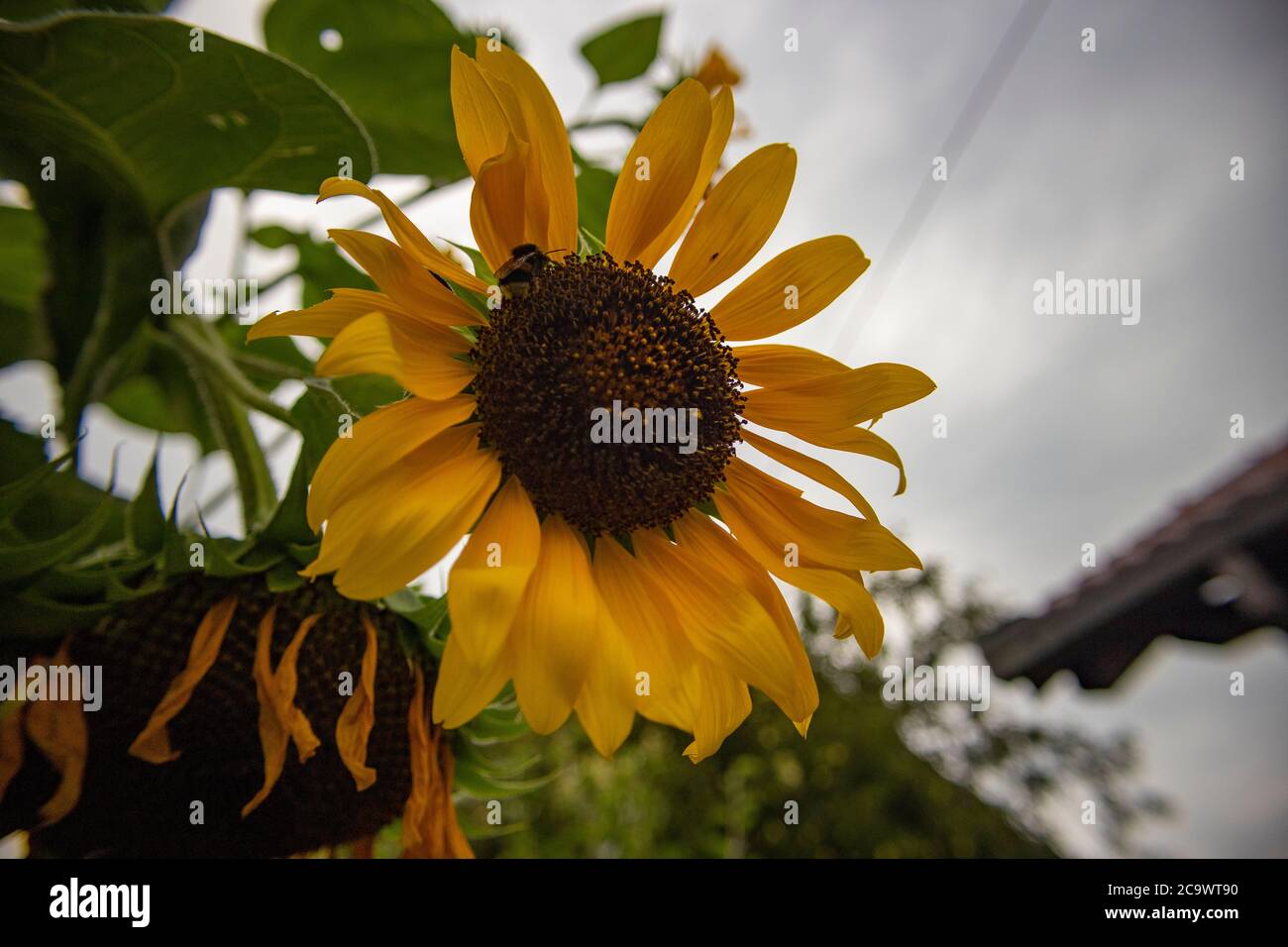 Beau tournesol autocultivé dans le jardin de mes parents, dominant toutes les autres plantes en raison de sa hauteur, plante préférée pour les bourdons Banque D'Images