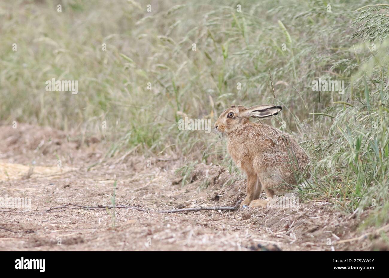 Lièvre brun dans les champs d'orge autour de Kilnsea Banque D'Images