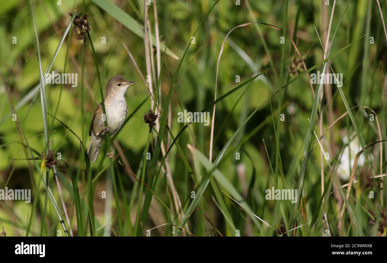 Reproduction de la Paruline à roseaux dans l'habitat à la sursaut Banque D'Images