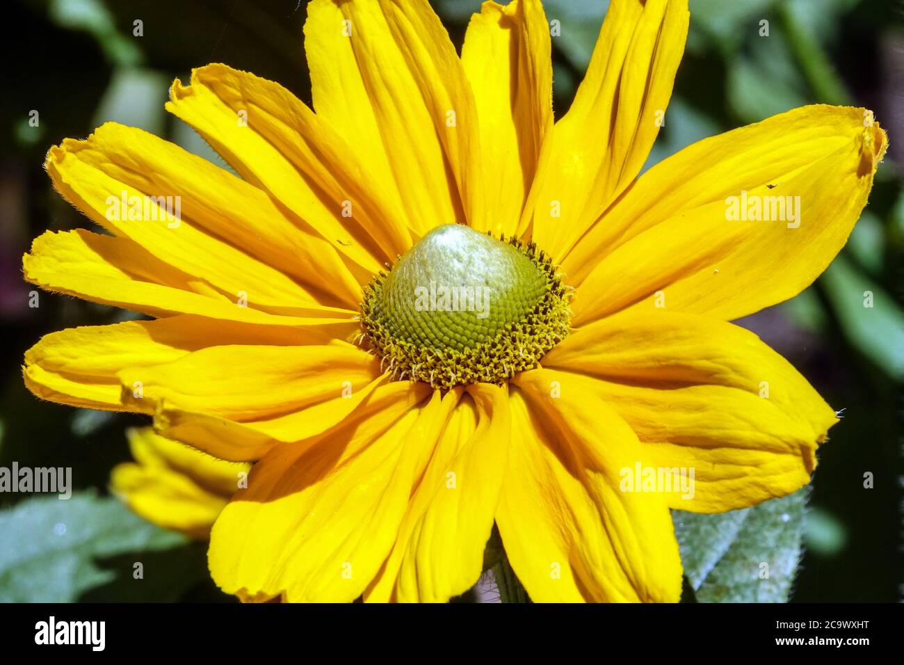 Rudbeckia Amarillo Gold Banque D'Images