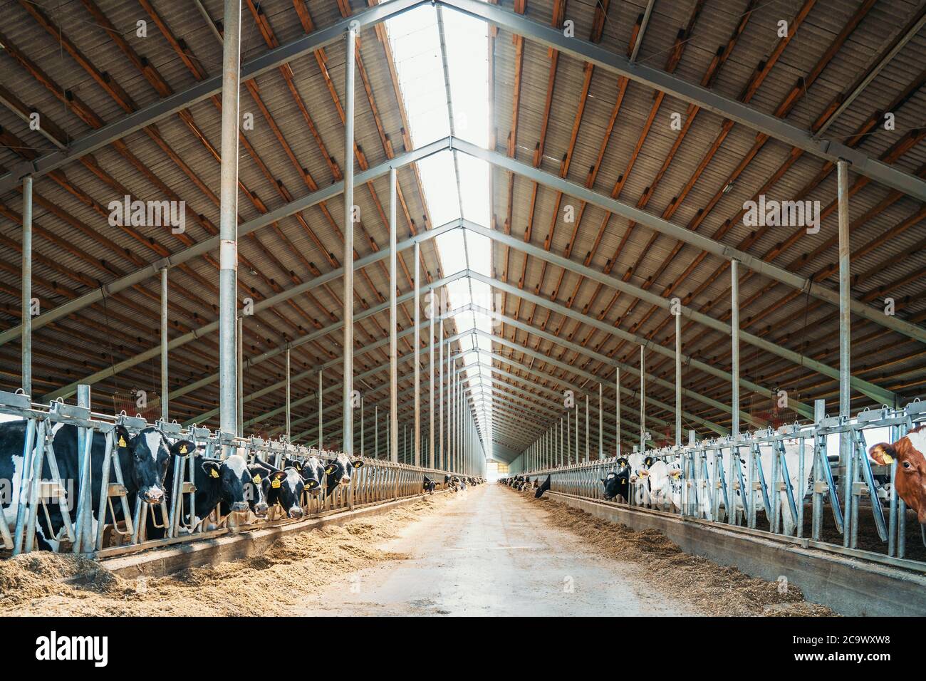 Ferme laitière, grange avec toit à l'intérieur et beaucoup de vaches mangeant du foin. Banque D'Images