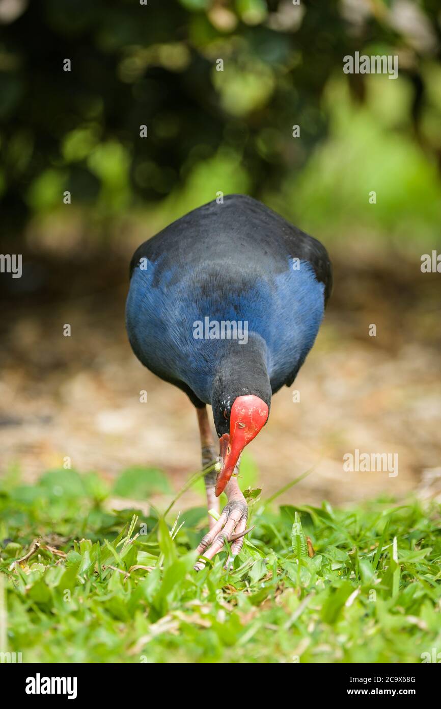 Portrait comportemental d'un marécages Australasien (pukeko en maori) Porphyrio melanotus se nourrissant sur des tiges d'herbe à Yungaburra, Queensland, Australie. Banque D'Images