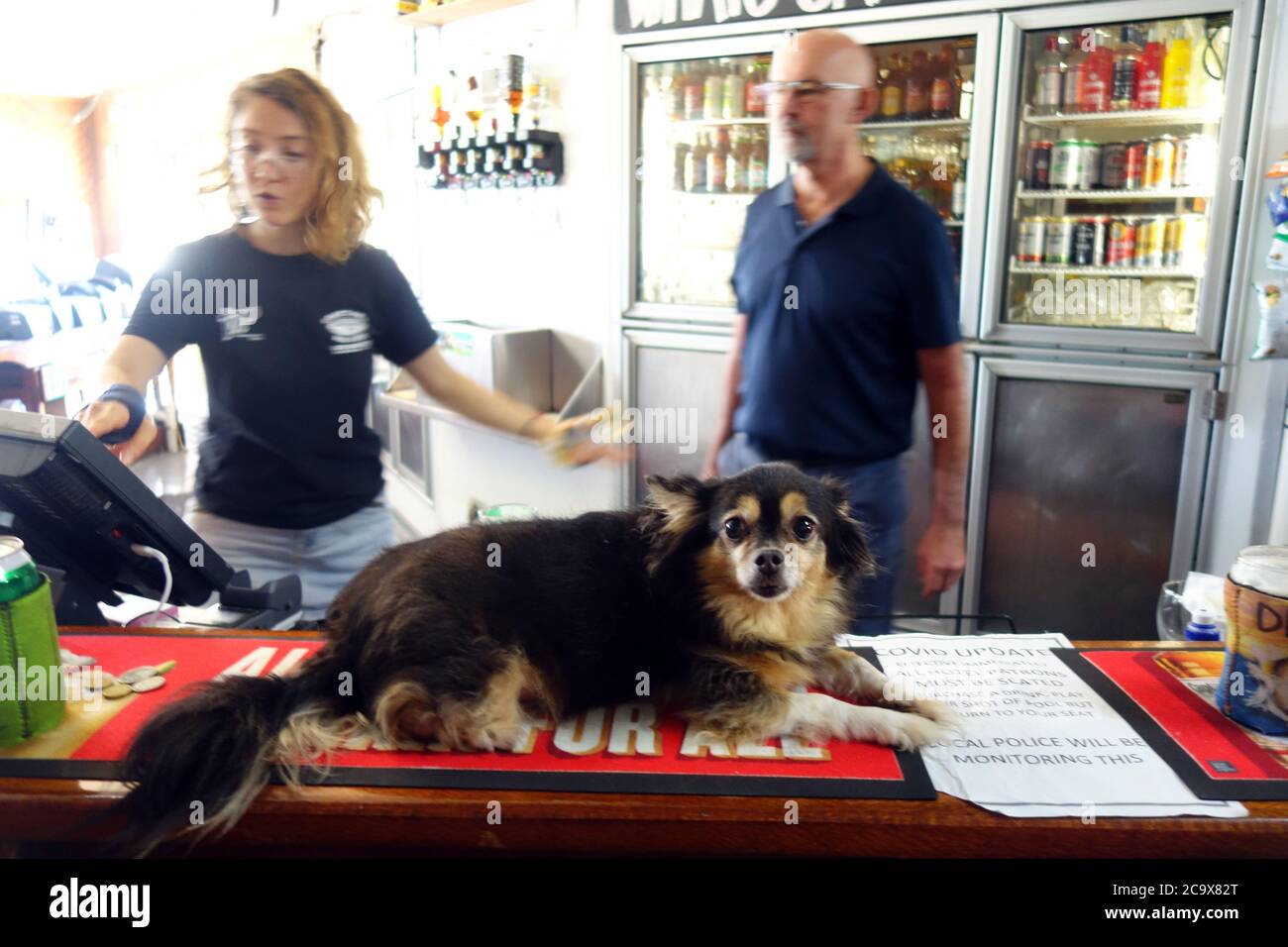 Chien assis au bar, Cooktown Hotel, Cooktown, Queensland, Australie. Pas de MR ou PR Banque D'Images