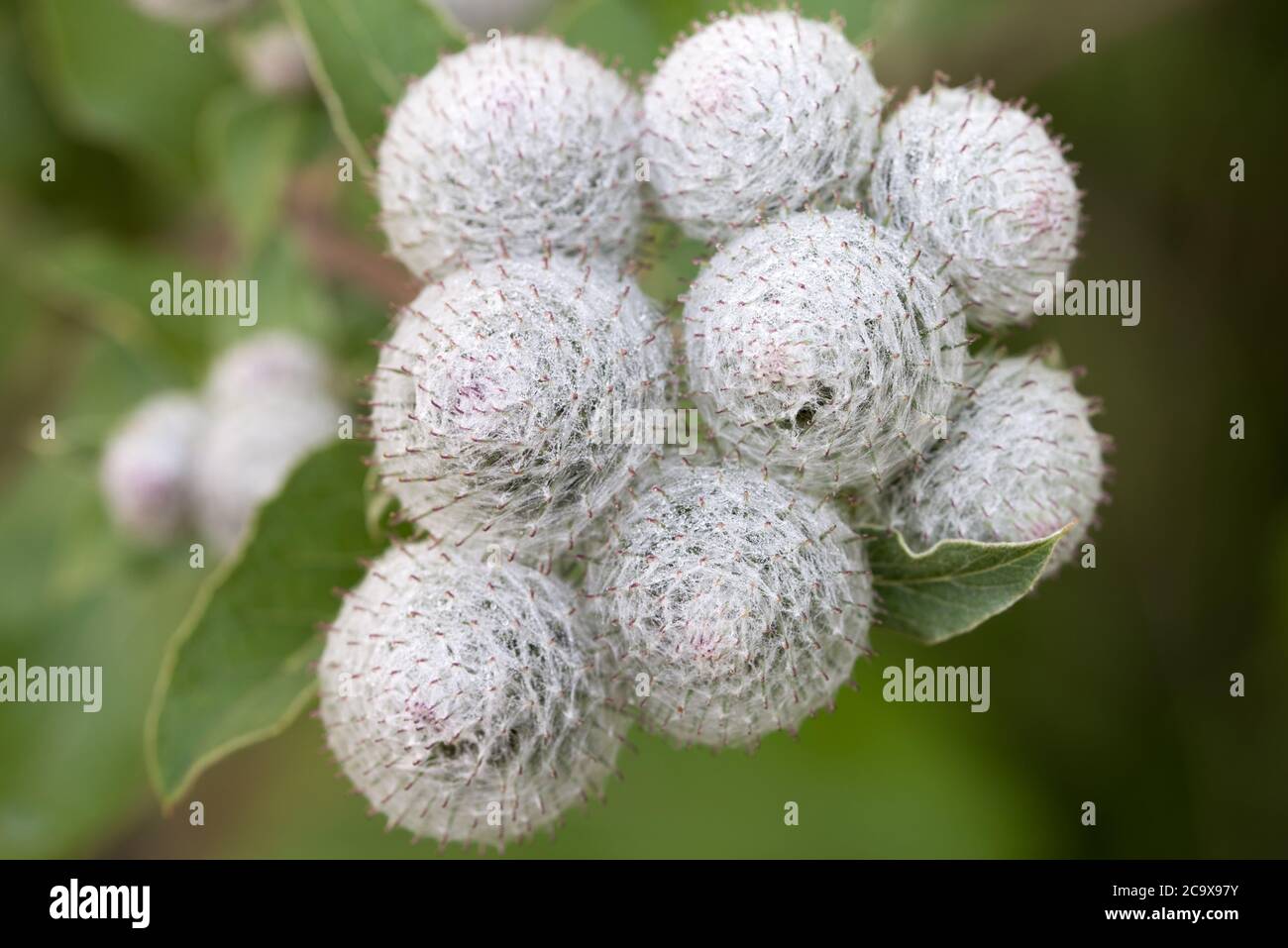 Arctium, fleurs de terrier dans le pré de gros plan foyer sélectif Banque D'Images