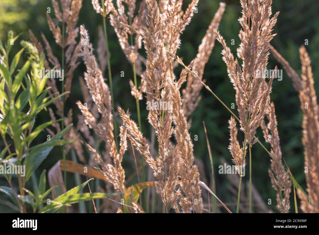 Calamagrostis epigejos, petite roseau de bois, inflorescence de l'herbe de brousse dans le foyer sélectif de la forêt Banque D'Images