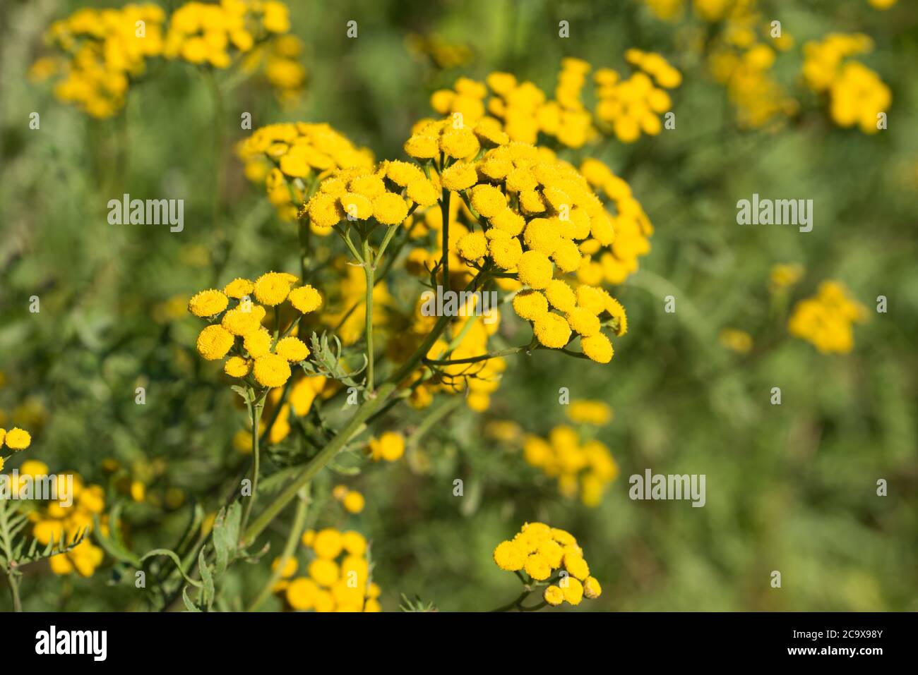 Tansy Tanaceum vulgare, boutons dorés, amers fleurs jaunes dans le pré de gros plan foyer sélectif Banque D'Images