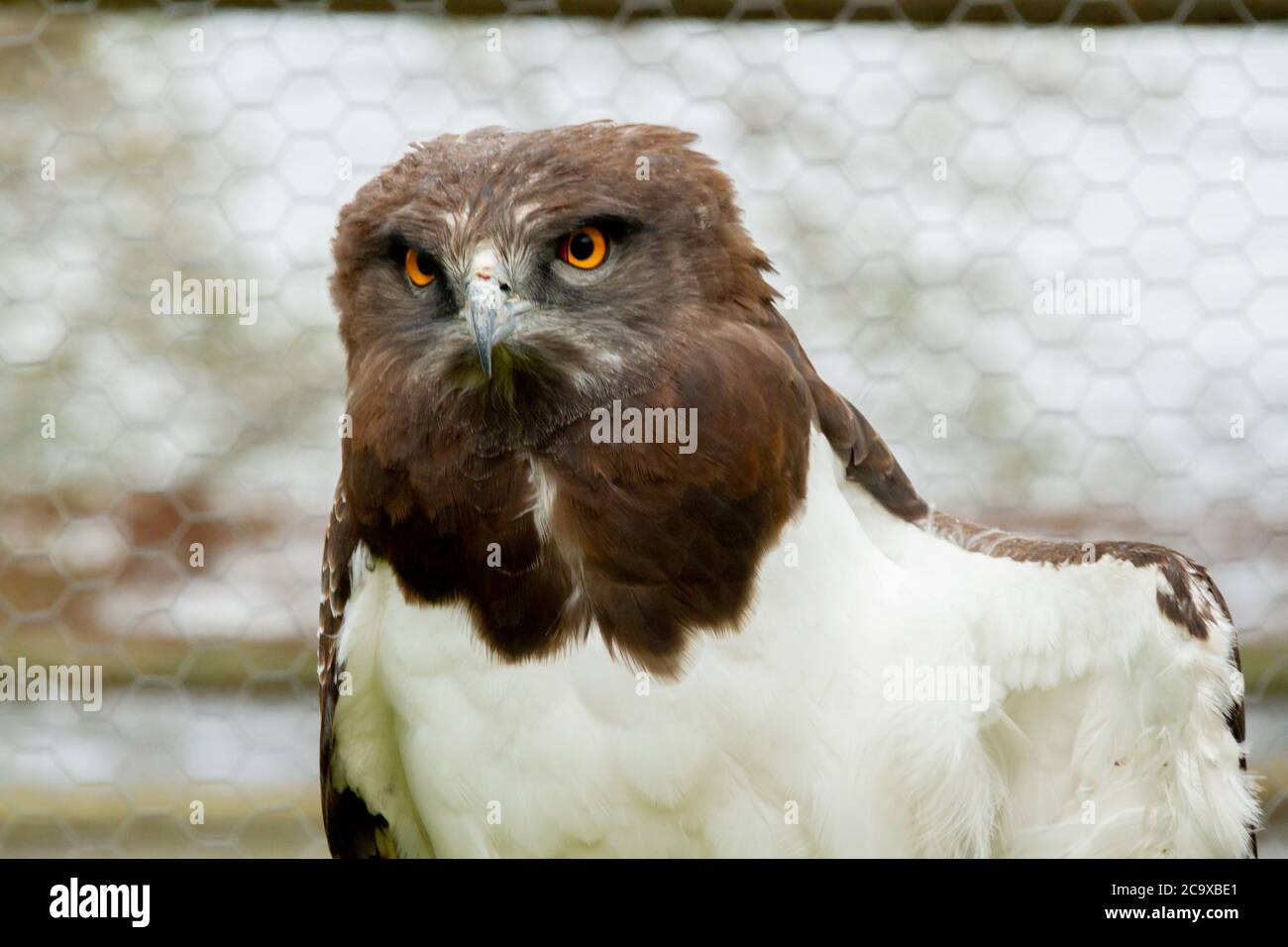Portrait de l'aigle martial, un grand oiseau africain de proie Banque D'Images