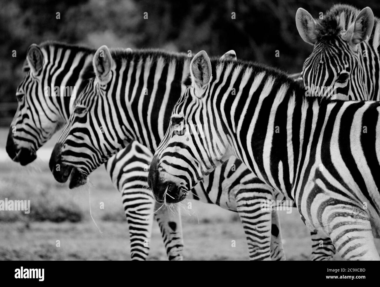 Le zèbre du Joker Banque D'Images