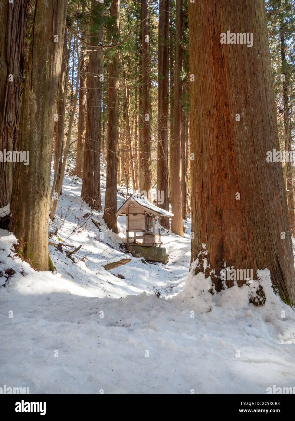 Un petit sanctuaire se trouve au milieu des arbres forestiers géants au sanctuaire inférieur de Togakushi, le long des marches qui montent jusqu'au sanctuaire proprement dit. Japon. Banque D'Images