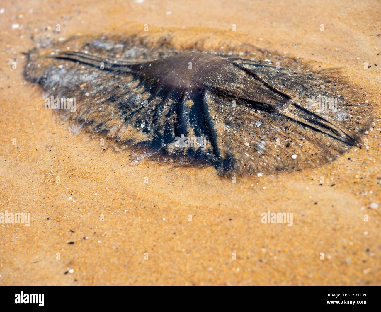 Elephant Fish (requin fantôme) sac à œufs (sac à main de mermaids) sur la plage du parc national de promontoire de Wilsons Banque D'Images