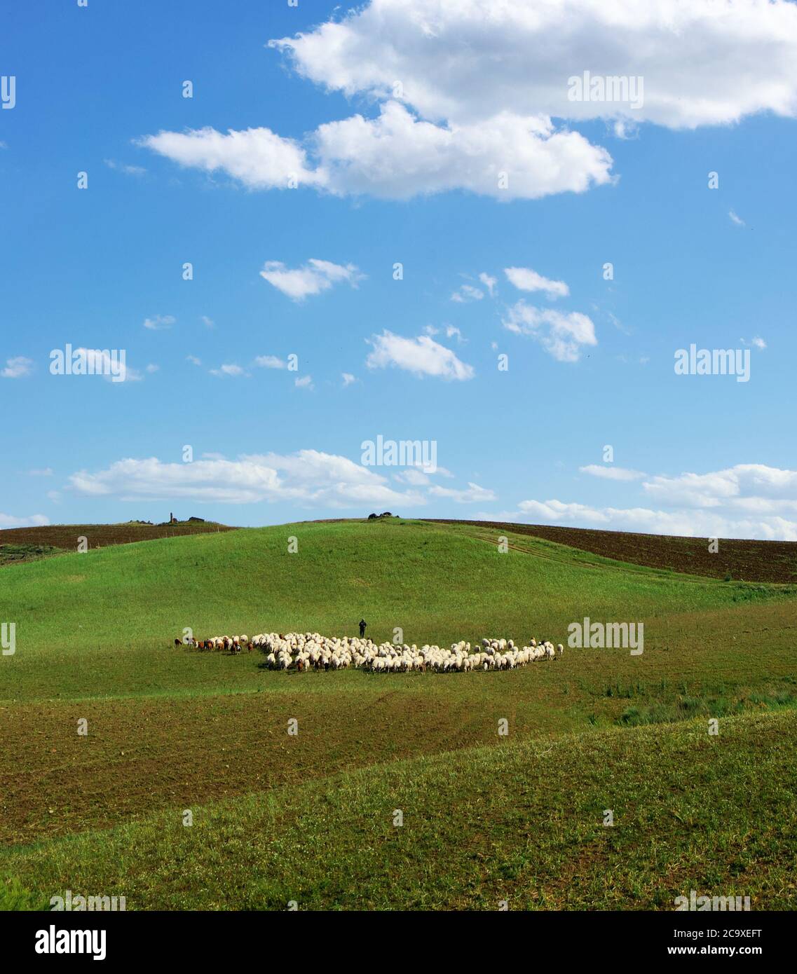 Paysage idyllique de la Sicile avec des collines couvertes d'herbe verte et troupeau de moutons avec berger au-dessous des nuages blancs Banque D'Images